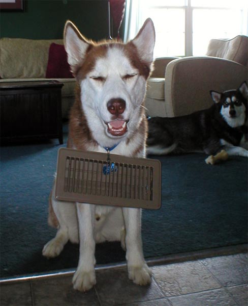 Kosmo and the AC vent!