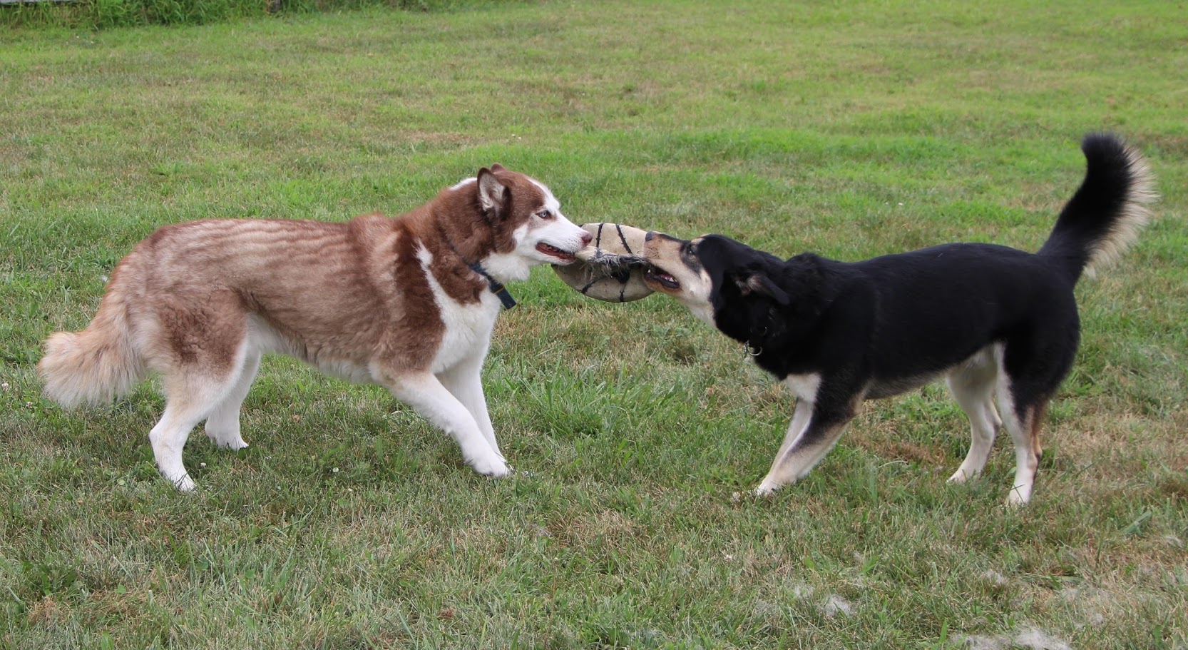 Kato, a Siberian Husky Mix is a playful pup who gets along great with his foster brother.
