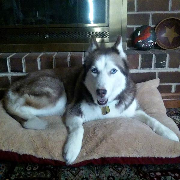 Husky laying on her bed.