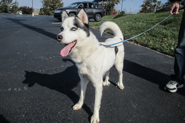 Perrie's ready to play! She's a young Siberian Husky ready for adoption.