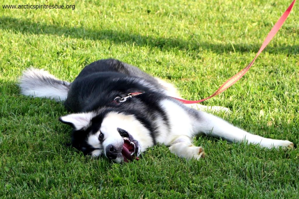 Baloo lthe Malamute loves his foster home yard!