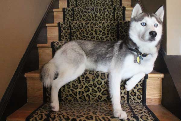 Luna is a female Siberian Husky looking for her forever home!