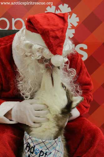 One of our favorite red Siberian Huskies, Aspen wants to thank Santa for helping him get adopted!