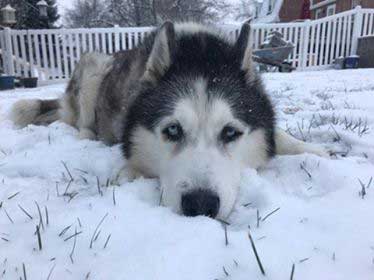 Phoebe is a 12 year old female Siberian Husky that is being fostered by Arctic Spirit Rescue after her owner passed away.