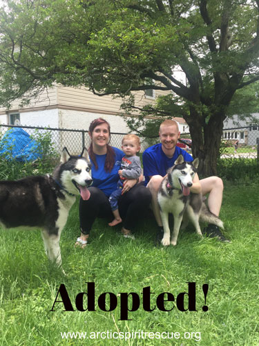 Hendrix the Siberian Husky was recently adopted. Hooray for Hendrix and his new family!