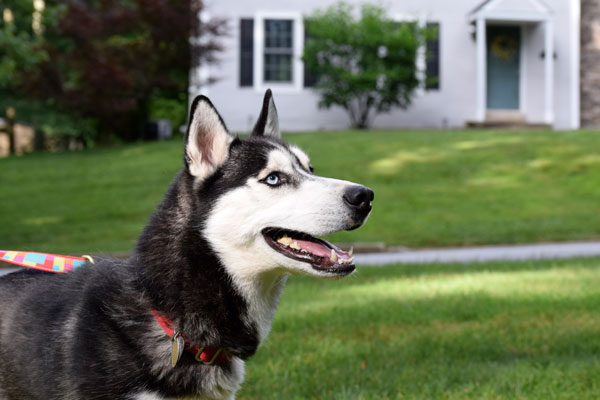 Al the Siberian Husky is available for adoption!