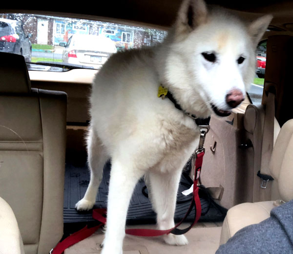 Juneau is a very handsome white Siberian Husky ready for adoption in the Greater Philadelphia area.