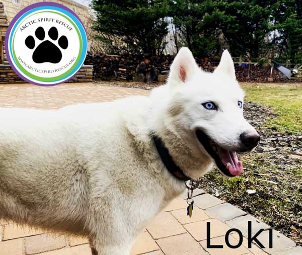 Loki the all white Siberian Husky was adopted in PA!