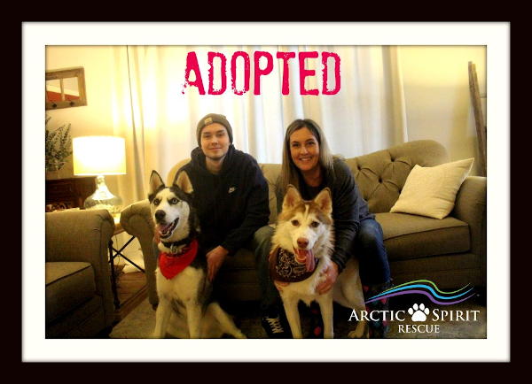 Sabre the Husky was recently adopted into his forever home!