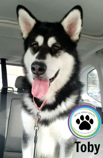 Toby the 18 month old Alaskan Malamute.