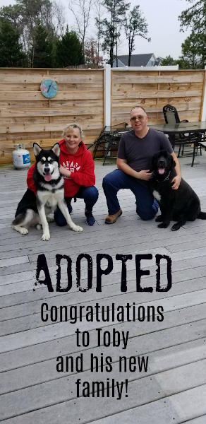Toby the Malamute is adopted!