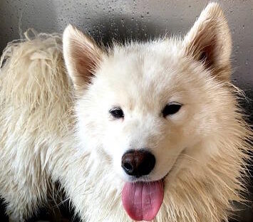 Artemis is a Samoyed / Husky mix available for adoption in Pennsylvania.