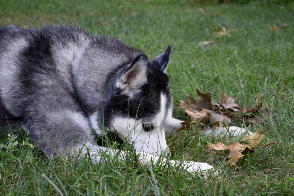 Aspen the Siberian Husky is waiting for his forever home!
