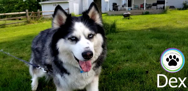 Dex the 7 year old Siberian Husky available for Adoption.