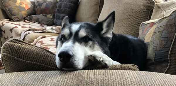 Shadow the Siberian Husky patiently waits for his forever home.