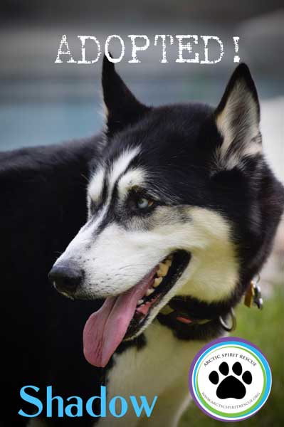 Shadow the Siberian Husky found his forever home!