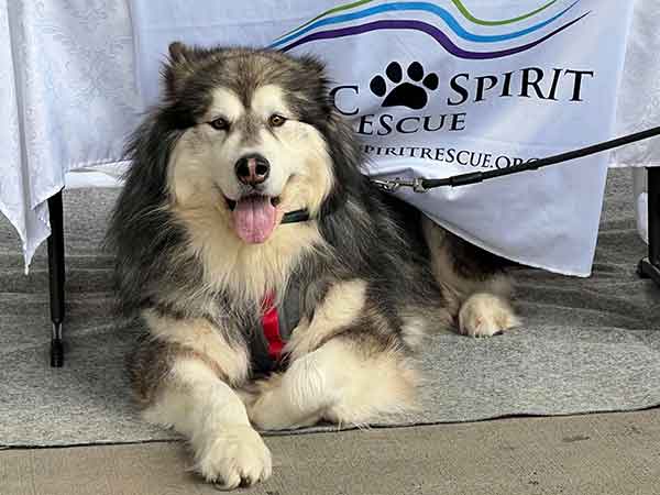 Bear is an Alaskan Malamute looking for his forever home.