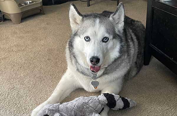 Nikka the Siberian Husky is looking for her forever home!
