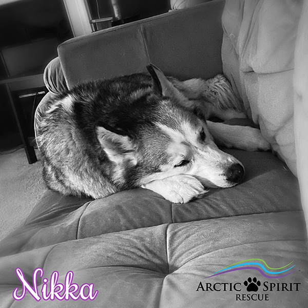 Arctic Spirit Rescue | Permanent Resident | Nikka, Siberian Husky