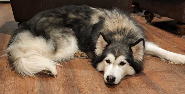 Bailey the Siberian Husky is available for adoption!