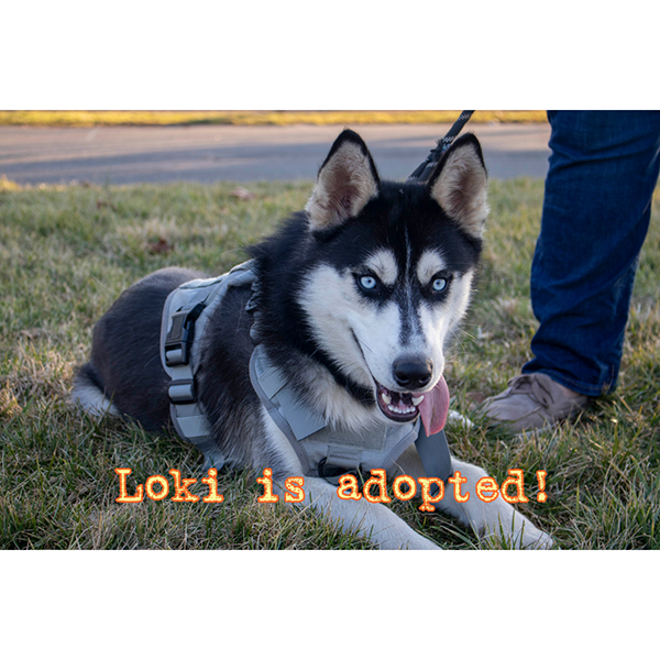 Loki is adopted!