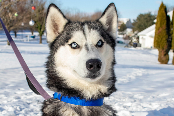 Lainey the Siberian Husky - Available Soon for Adoption in PA