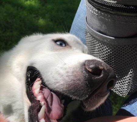 Pearl-Siberian-Husky-Adopted-5