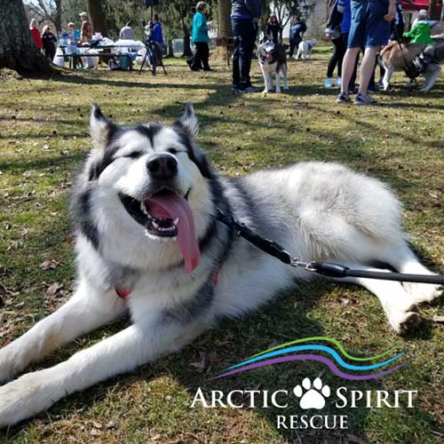 Black & White Siberian Husky laying down