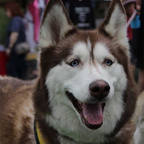 Red & White Siberian Husky