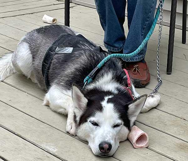Dasher the Siberian Husky waiting for his forever home.