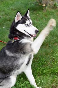 Al is a handsome male black & white Siberian Husky available for adoption.