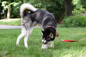 Al the handsome Siberian Husky is ready for adoption in Southeastern Pennsylvania.