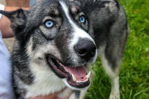 Meet Apollo, a handsome male Siberian Husky / German Shepherd Mix for adoption in PA.