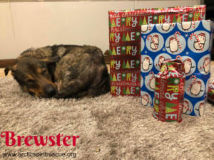 Brewster-Shepherd-Mix-Holiday-Nap