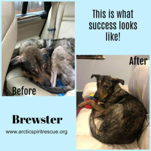 This is what success looks like - Good boy Brewster!