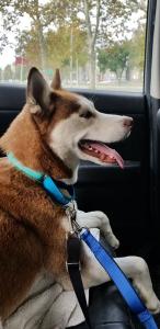 Ember is a beautiful red and white female Siberian Husky for adoption in PA.