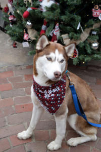 Ember is a beautiful red and white Siberian Husky for adoption in Southeastern PA.