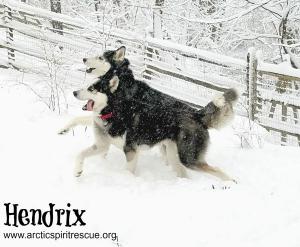 Meet Hendrix - a happy male black and white Siberian Husky for adoption in Southeastern PA.