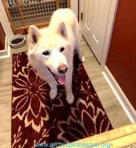Juneau is a handsome all white Siberian Husky available for adoption in southeastern PA.