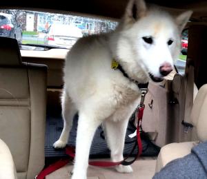 Juneau is a fluffy white Siberian Husky for adoption.