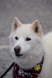 Juneau is a male white Siberian Husky for adoption in PA.