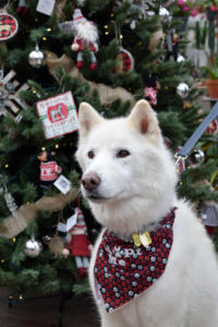 Juneau the all white Siberian Husky is a handsome boy!