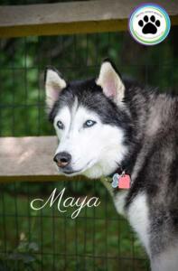 Maya-Siberian-Husky-7