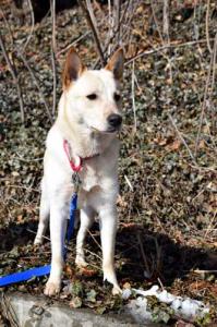 Petty's a handsome young male Husky / Cattle Dog Mix.