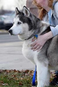 Phoebe the Siberian Husky is a beautiful old lady looking for her forever home.