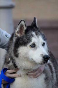 Meet Phoebe - a 12 year old female gray and white Siberian Husky.
