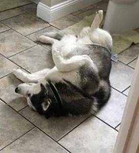 One of our permanent residents Phoebe the Husky never hesitates to take a quick nap.