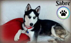 Sabre the black and white Siberian Husky. So handsome!