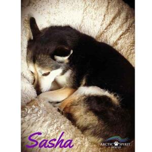 Sasha-Siberian-Husky-Mix-1