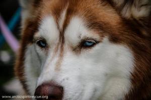 Tamika is a 7 year old red and white Siberian Husky who's looking for her forever home.